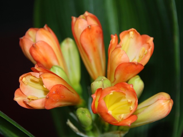 君子兰属兰花,君子兰兰花咋养