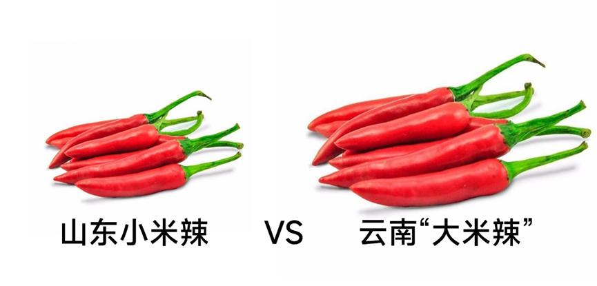 【沙雕日常】吃辣椒和得痔疮有必然关系吗？对新冠又有什么影响？