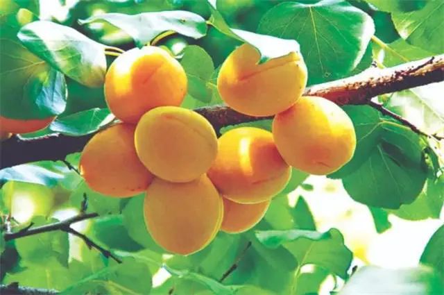 诗词选编——杏子28首