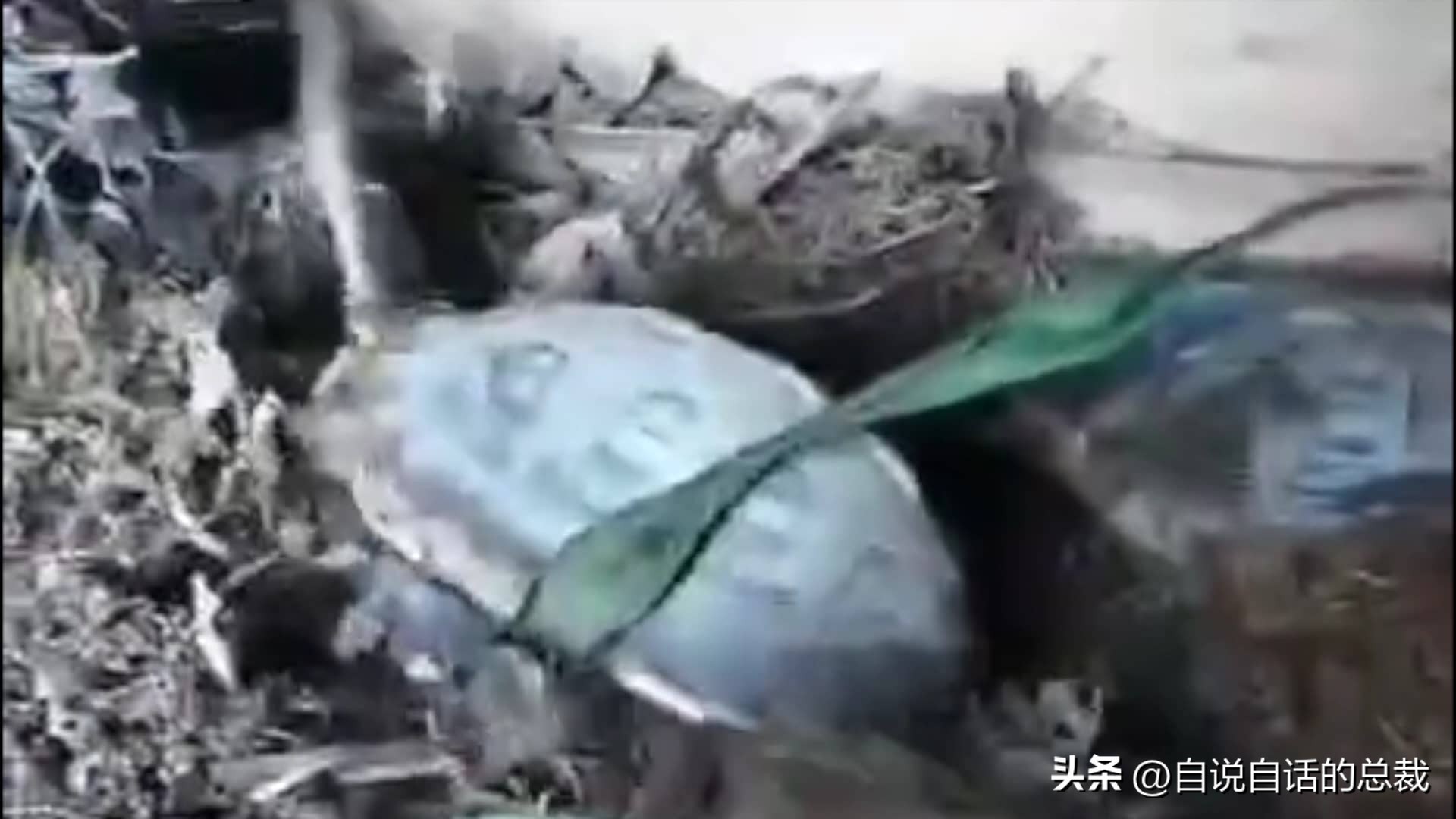 龟蛇大战巨龟视频,罕见别致的龟蛇大战