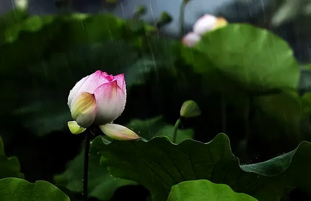 中国十大名花排行榜及图片,中国十大名花明细