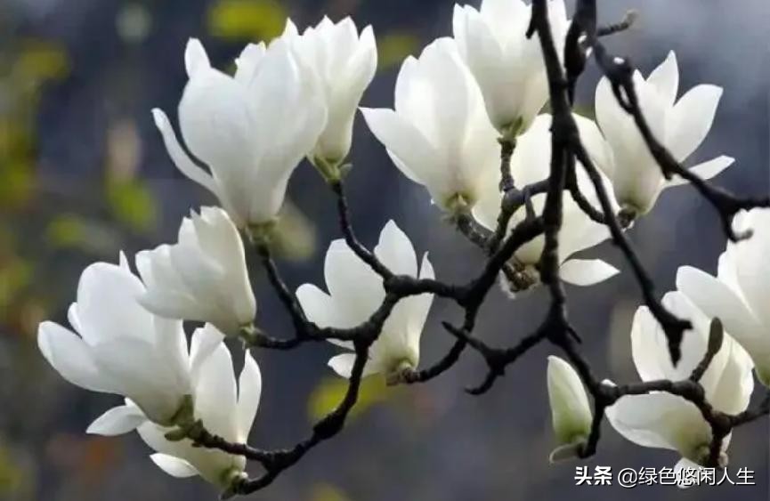 玉堂春富贵指哪些花,玉堂锦绣富贵春寓意