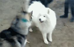 哈士奇和萨摩耶打架，这过程也太搞笑点了吧，笑死