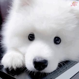 萨摩耶身体出现问题有哪些表现,有什么特征的萨摩不纯