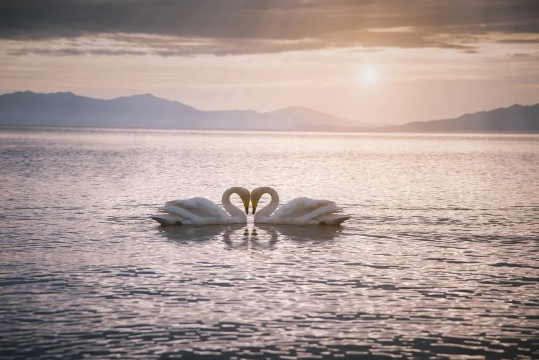 那拉提空中草原雪景照片,大草原的壮丽雪景图