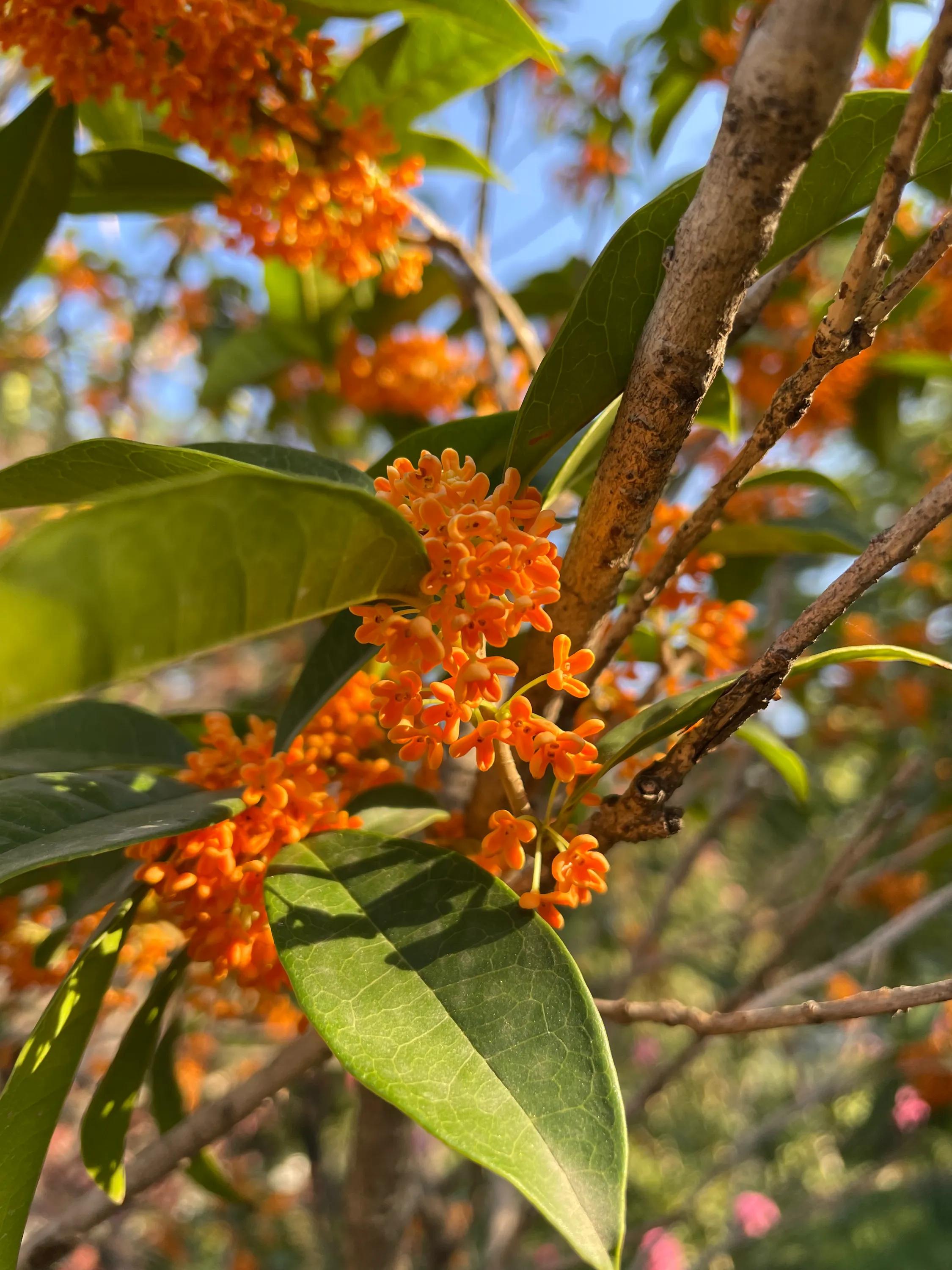 丹桂飘香商贸有限公司,丹桂飘香是什么季节
