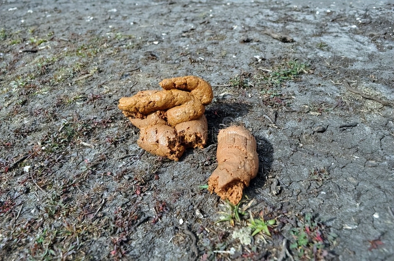 大便中有未消化的菜叶和食物,大便有菜叶食物未消化怎么治疗