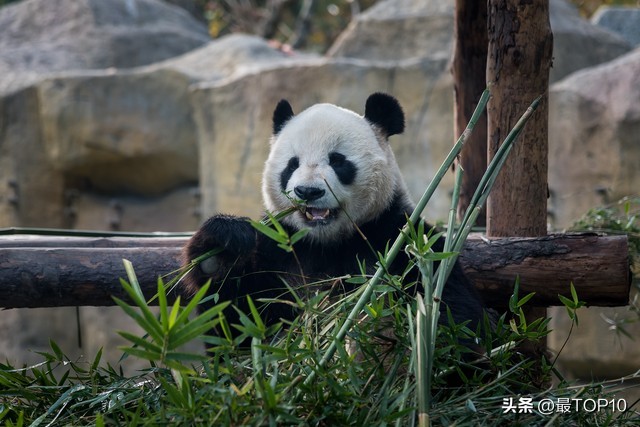 上海著名十大旅游景点图片高清,上海著名旅游景点图片及简介