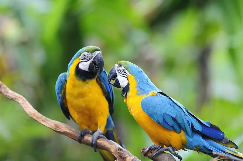 什么宠物对纯素食者最好,好养且可以食用的宠物有哪些