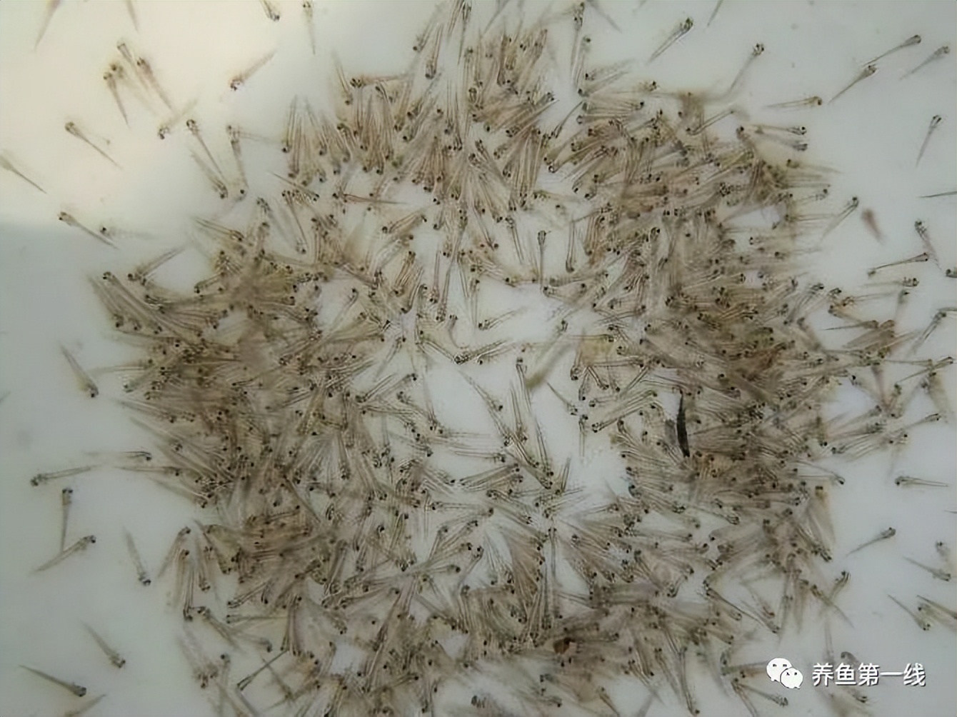 家鱼养殖如何投苗,养殖鱼技术和鱼苗