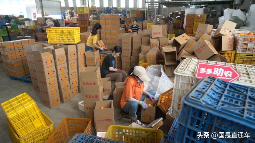 广西武鸣沃柑卖货,武鸣沃柑果农