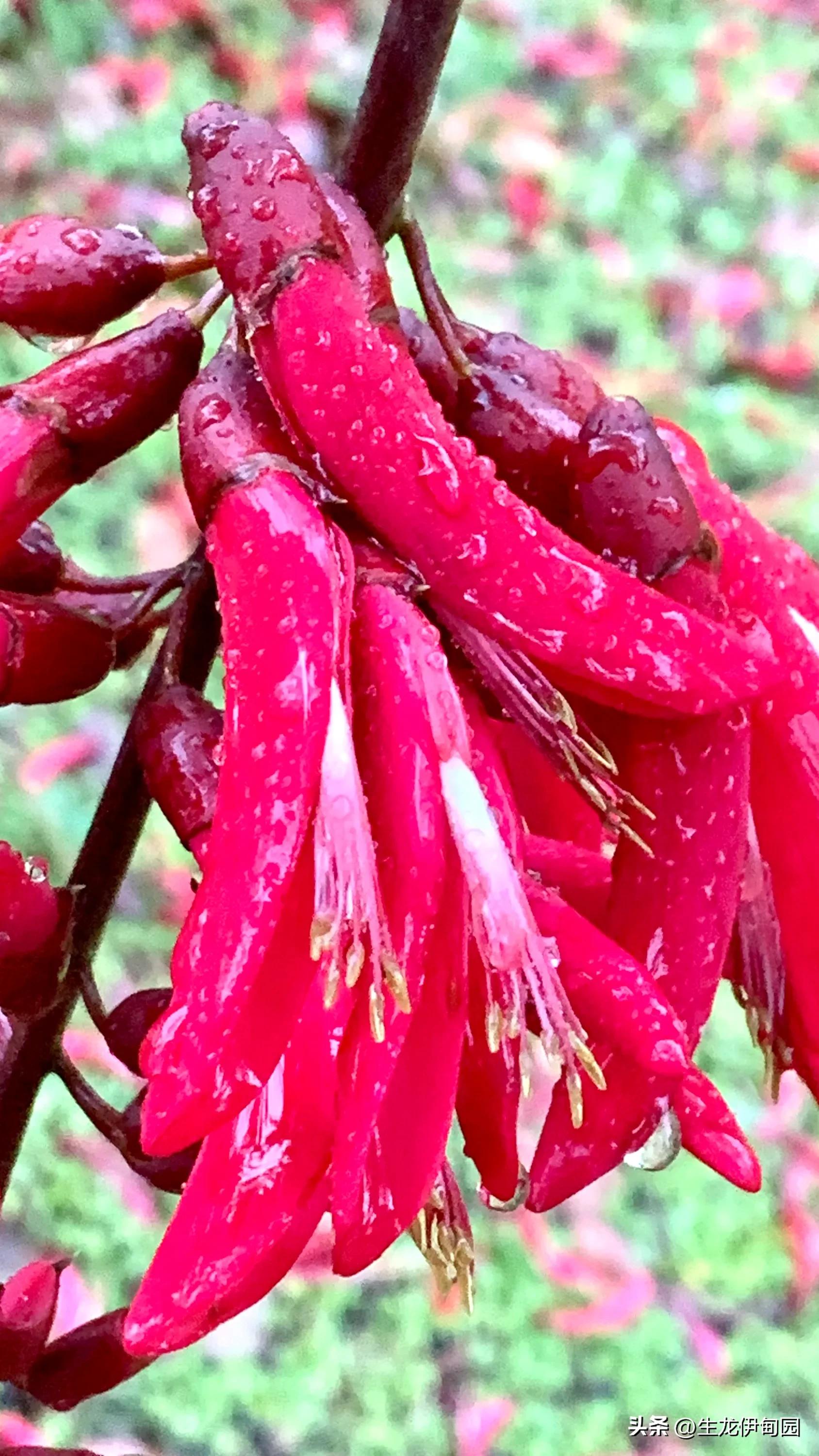 龙牙花作品,龙牙花