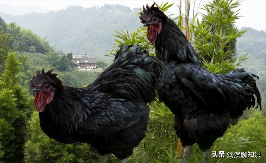 鸡源欧文氏菌是什么？关于它的分离鉴定及耐药基因检测