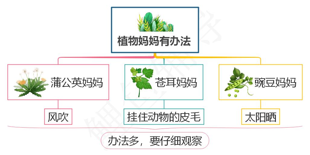 语文书二年级植物妈妈有办法课文,二年级语文上册课文解说步骤