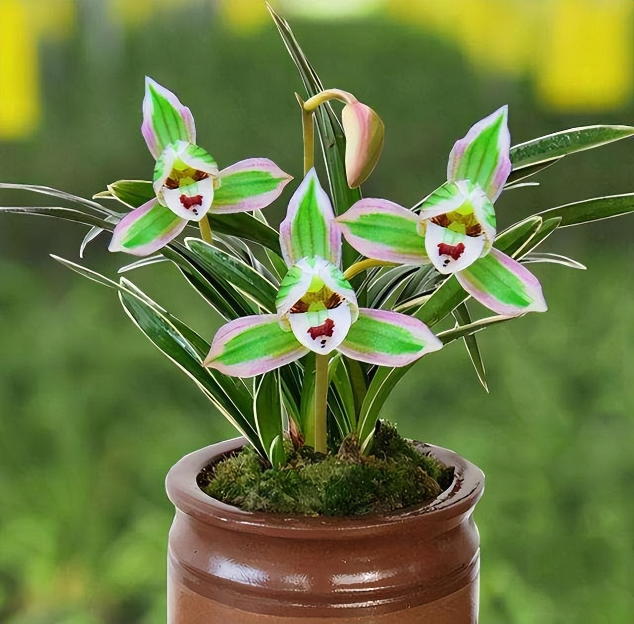 墨兰金边兰花哪个品种最好,兰花带金边的叫什么兰