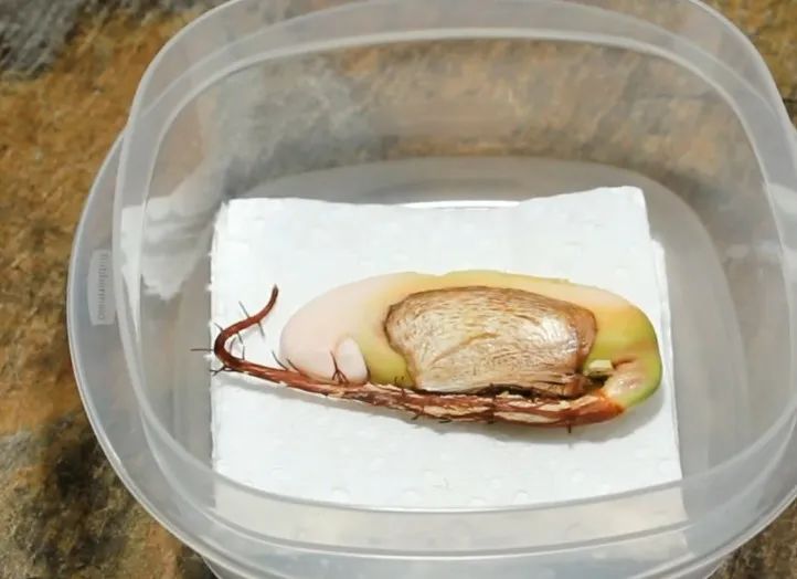 吃的芒果核能种出芒果树来吗,芒果核如何种出芒果树