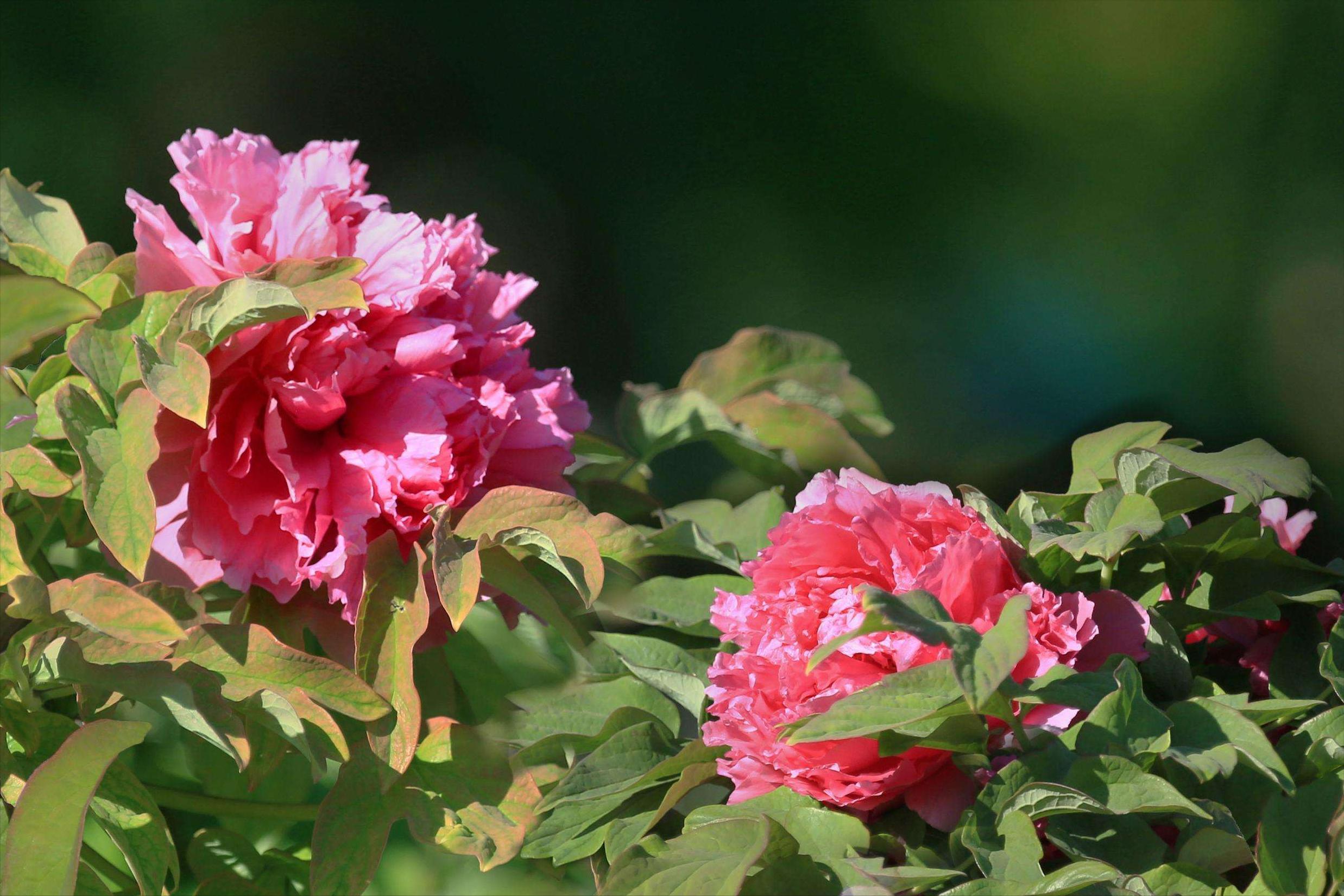 秀外慧中梅花秀,秀外慧中红秀