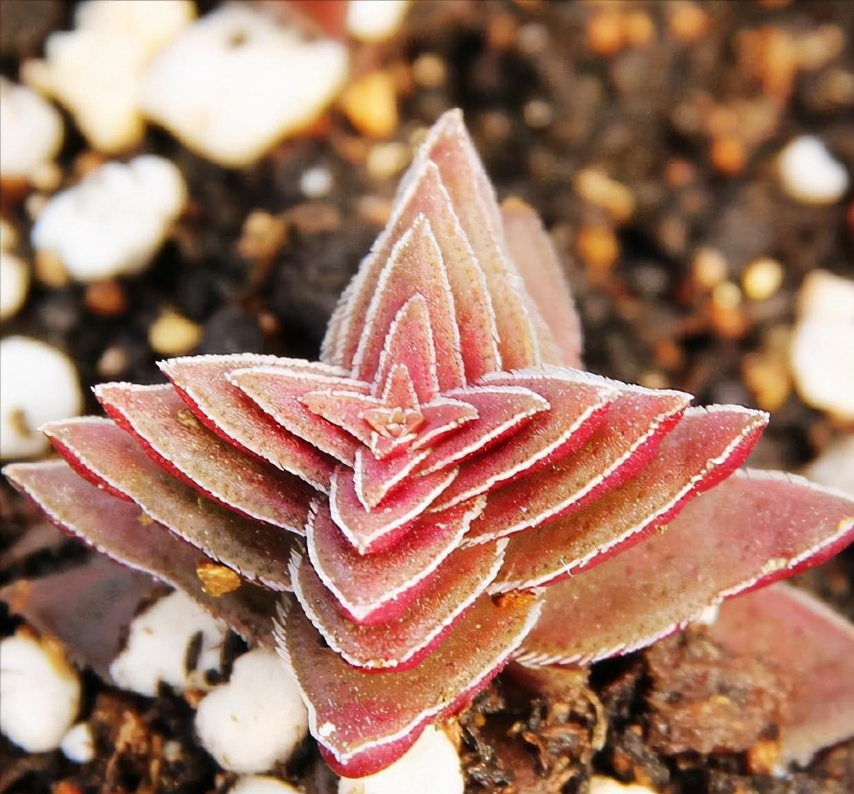 多肉不怕冷的办法,多肉怕冷吗冬天多肉怎么养