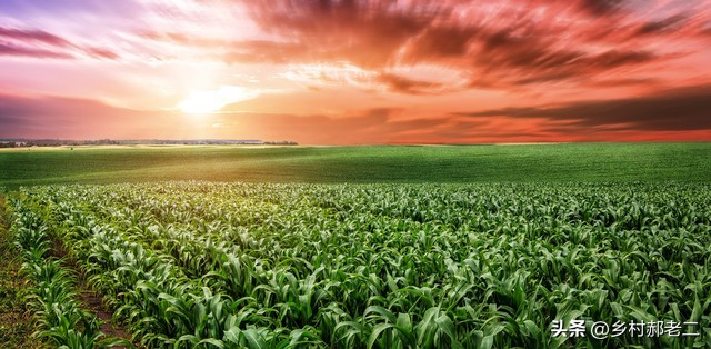 土地流转给承包大户有国家补贴吗,土地承包大户有补贴吗