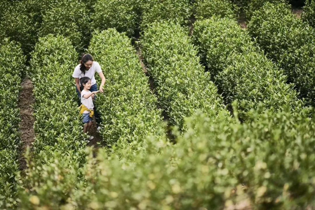 安吉慢谷洋房最新信息,湖州安吉慢谷