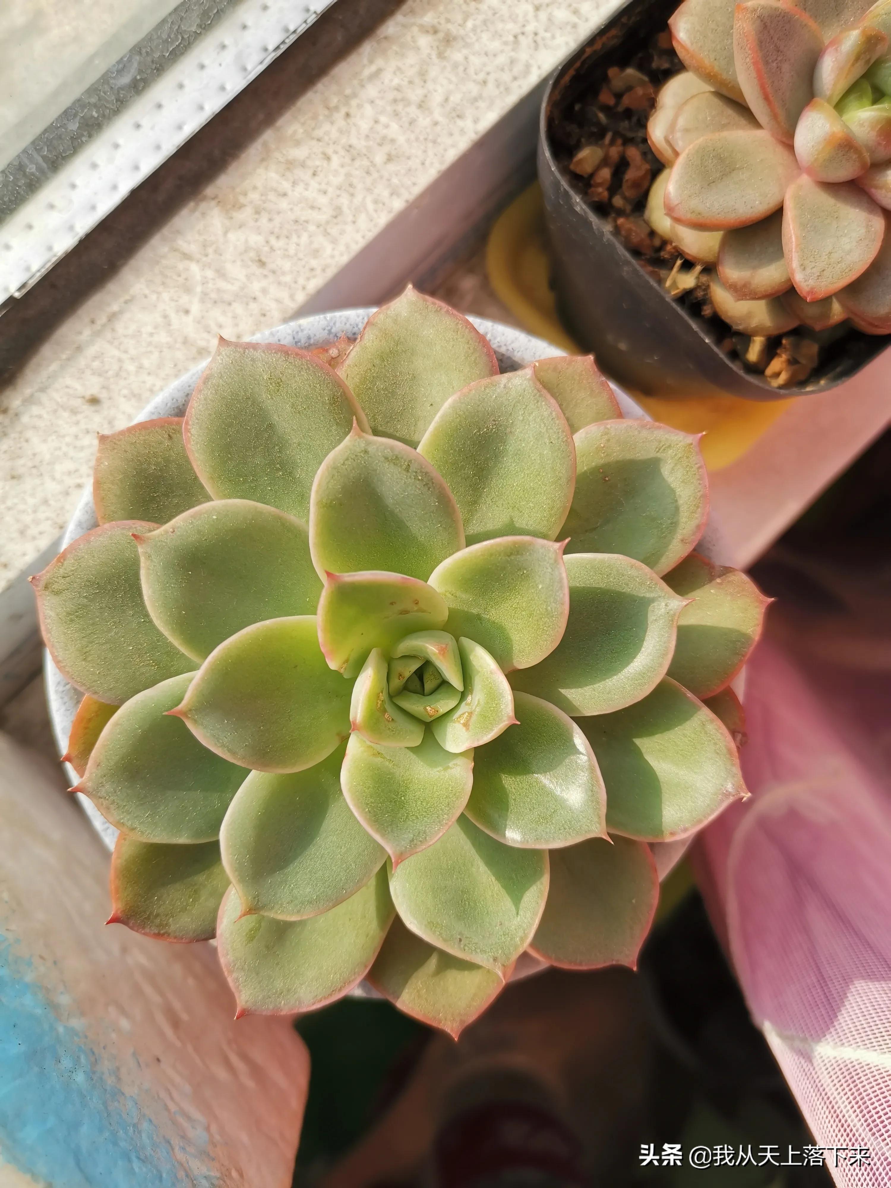 多肉品种及图片大全欣赏,多肉品种辨别图片大全欣赏