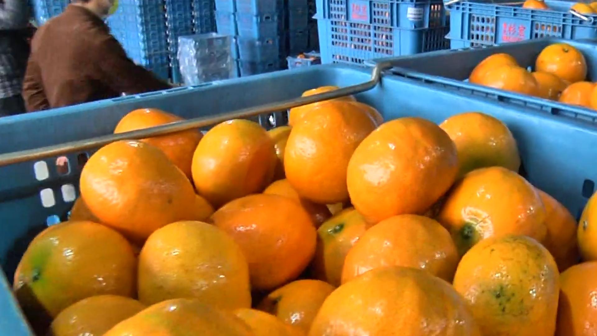 台湾水果滞销10万斤,茂谷柑销量