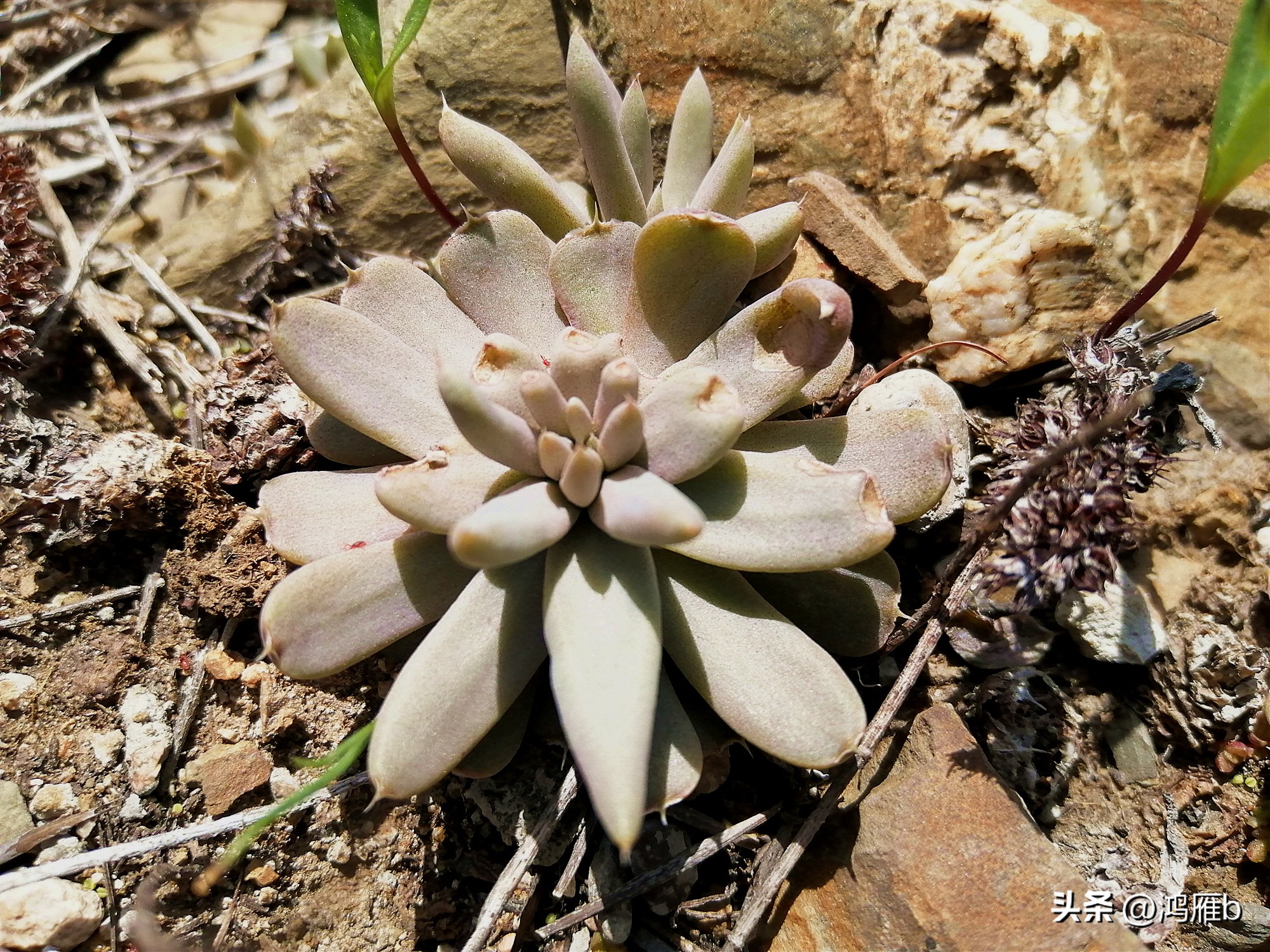 十大耐阴多肉植物,狼爪瓦松是多肉吗