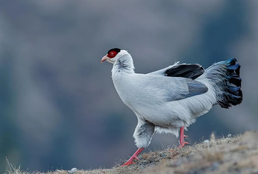 600只鸟图片,50张好看的鸟图片