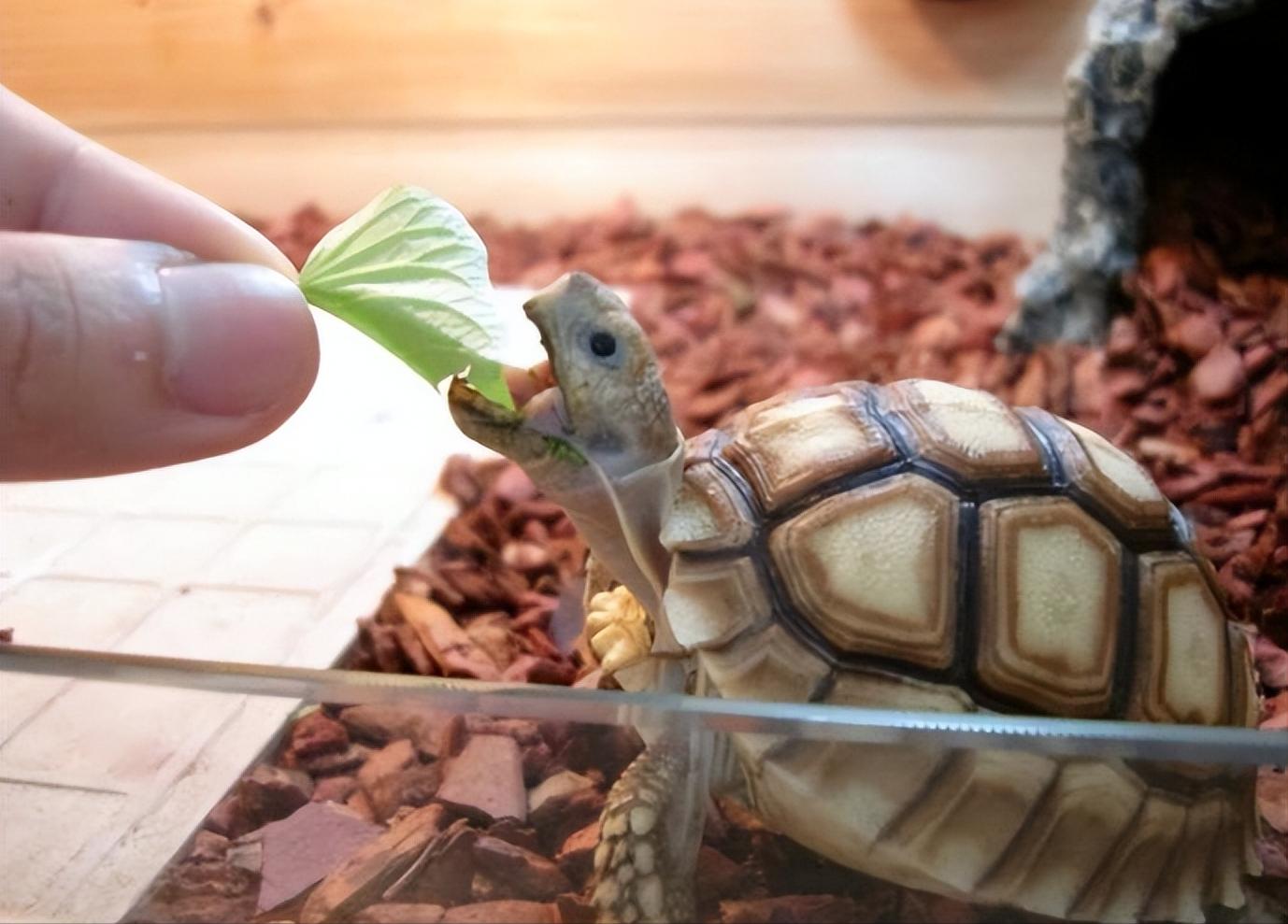 男子在臭水沟捡到一只乌龟,男子在河边捡到两只大乌龟
