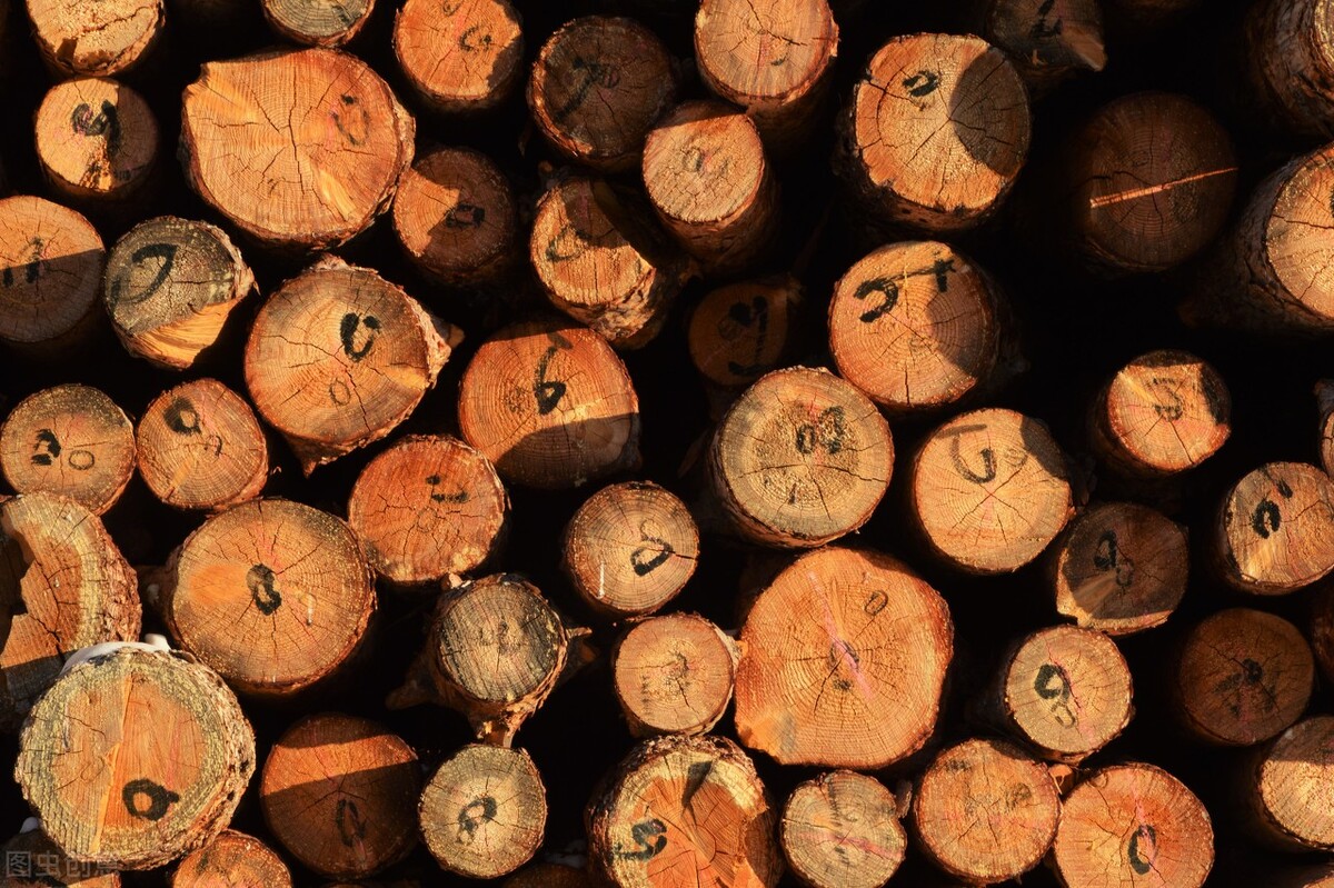 铁桦树斧头真的砍不动吗,铁桦木是最硬的木头吗