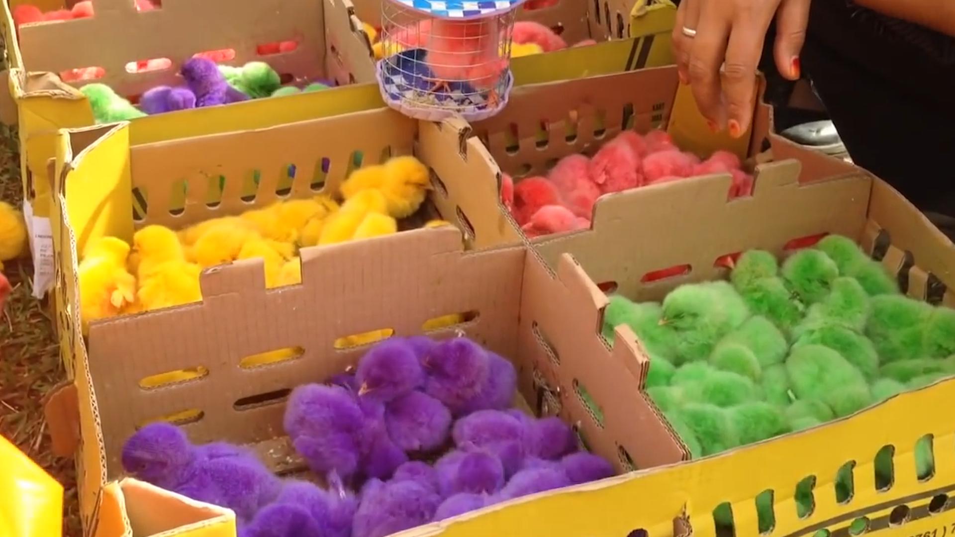 学校门口买的小彩鸡为什么养不活,学校门口的彩色小鸡为什么不能买