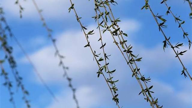 12首关于春风的小诗，浴春风十里，享万般情思