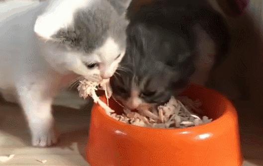 猫咪吃饭眼泪汪汪,猫咪吃饭流眼泪是为什么