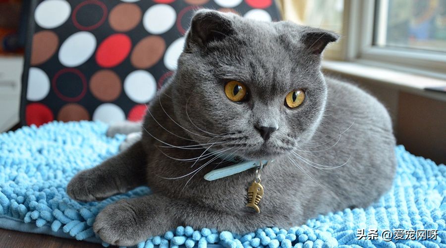 哪种猫咪又便宜又好看又方便养,什么猫咪又可爱又便宜又适合新手