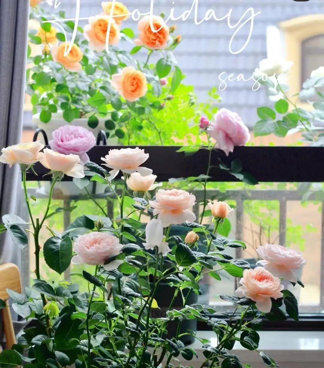 家中植物风水禁忌大全,家里养花对夫妻关系风水的讲究