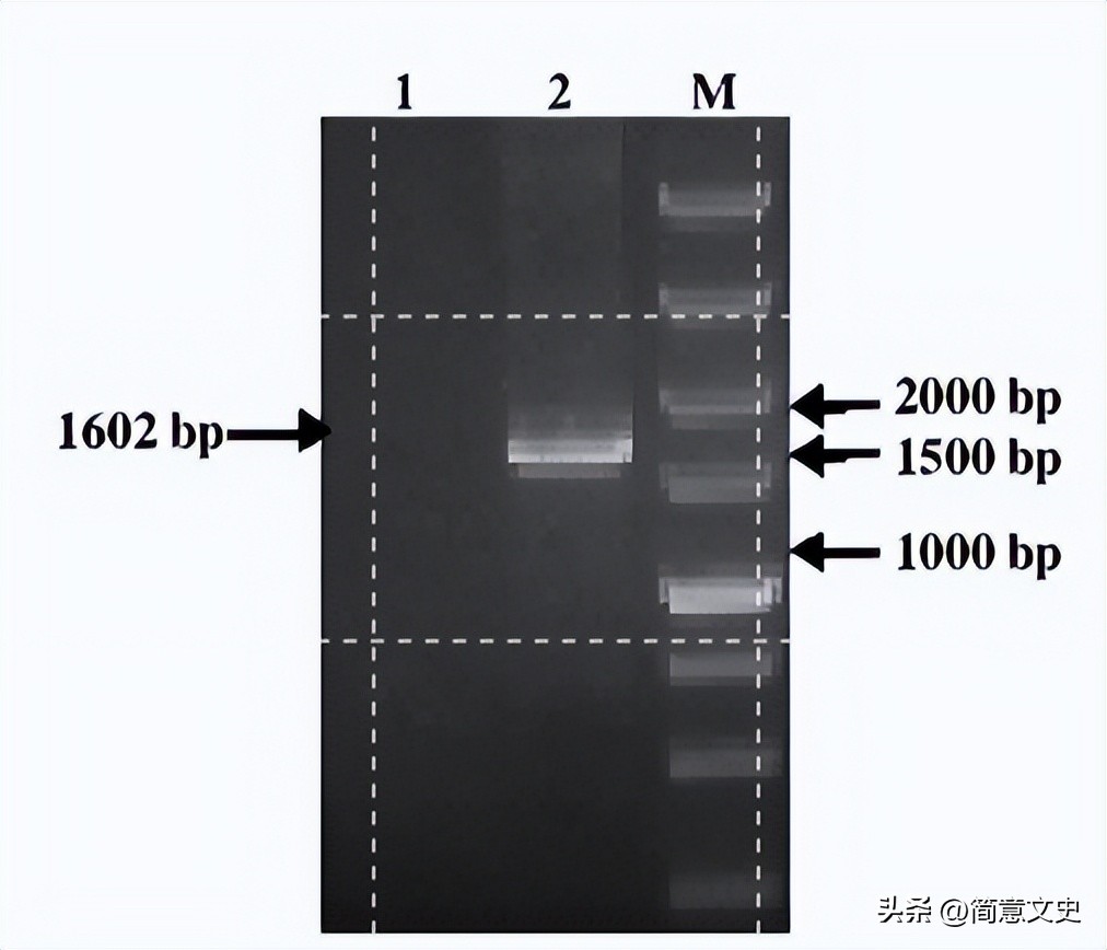 绿色荧光蛋白基因的克隆,绿色荧光蛋白在基因工程的作用