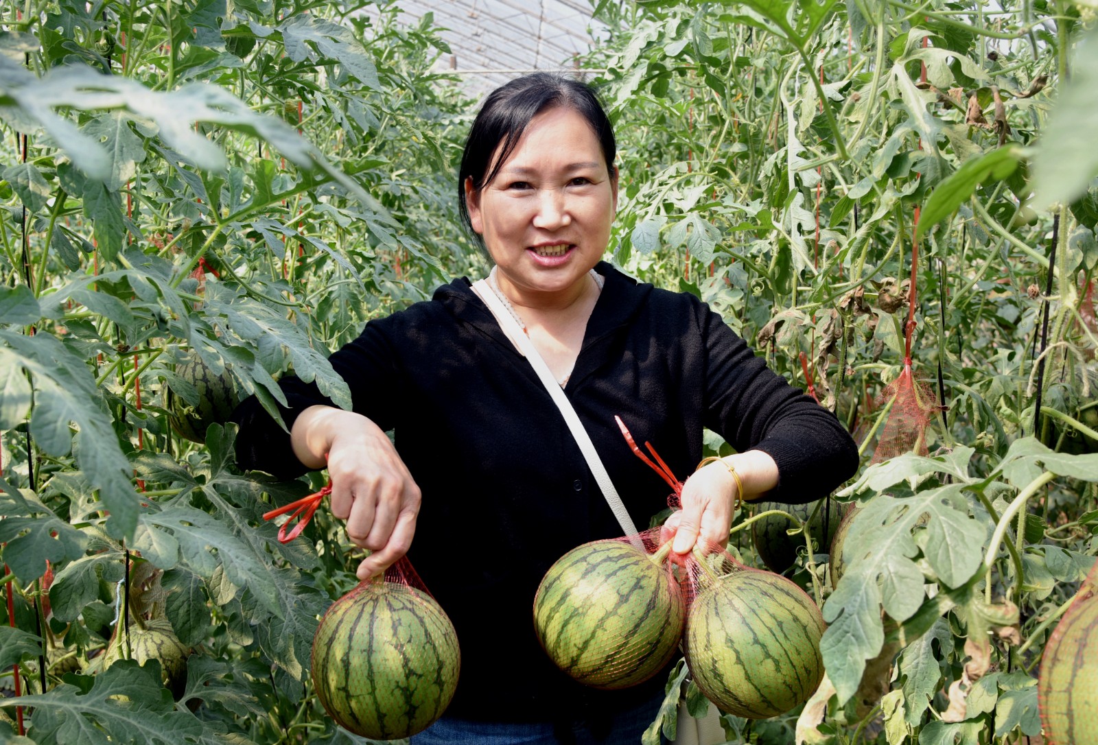 孟津市送庄镇袖珍西瓜市场,孟津宋庄袖珍西瓜价格
