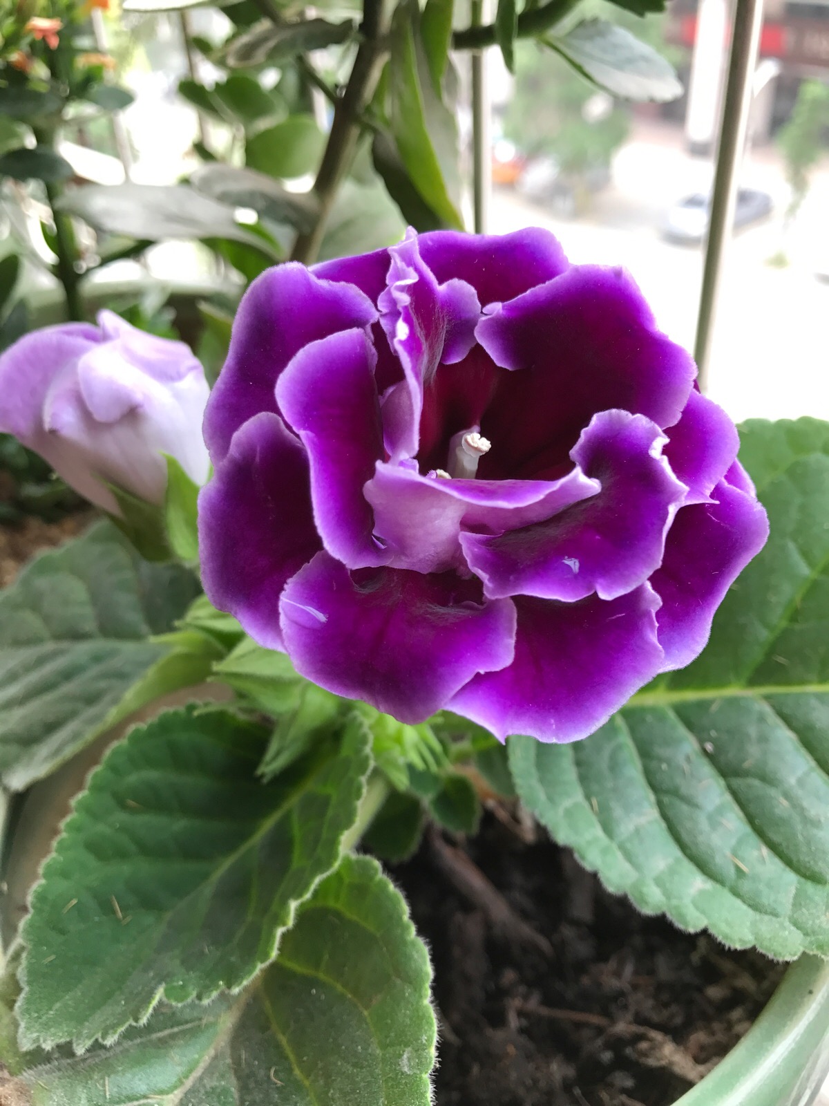 家庭客厅养什么花好看又旺财,客厅最吉祥的三种花