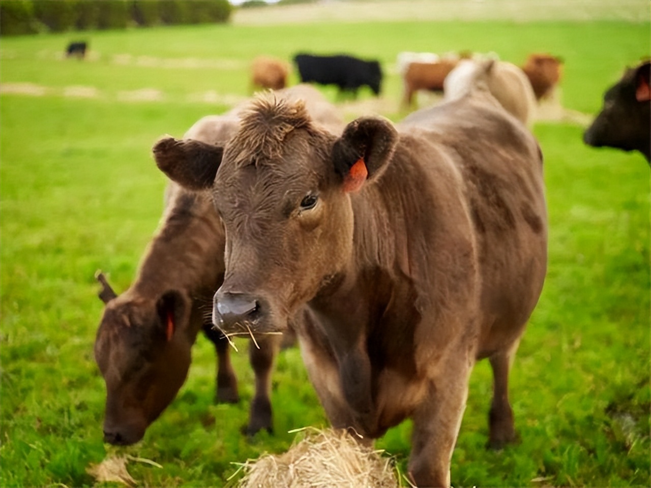 澳大利亚牛肉出口市场影响,中国与澳大利亚牛肉贸易发展前景