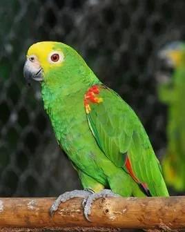 广州长隆野生动物世界有大象吗,广州长隆野生动物世界有多少动物