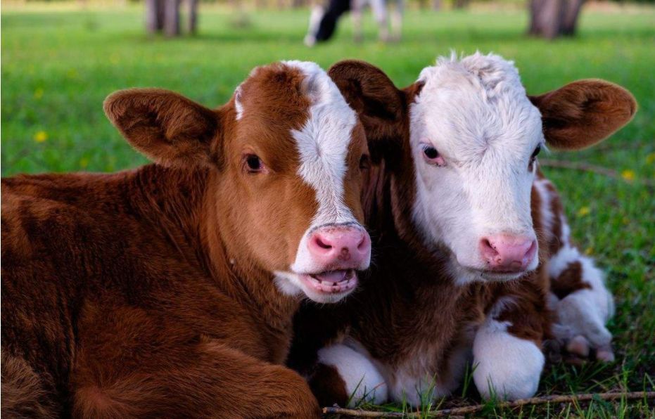 牛流产前有什么预兆,牛七个月流产后胎衣不下怎么办