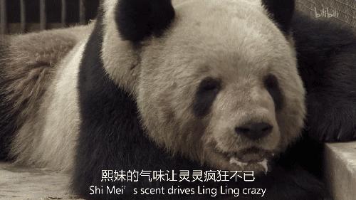 大熊猫喜妹咬伤饲养员,每天认识一只大熊猫