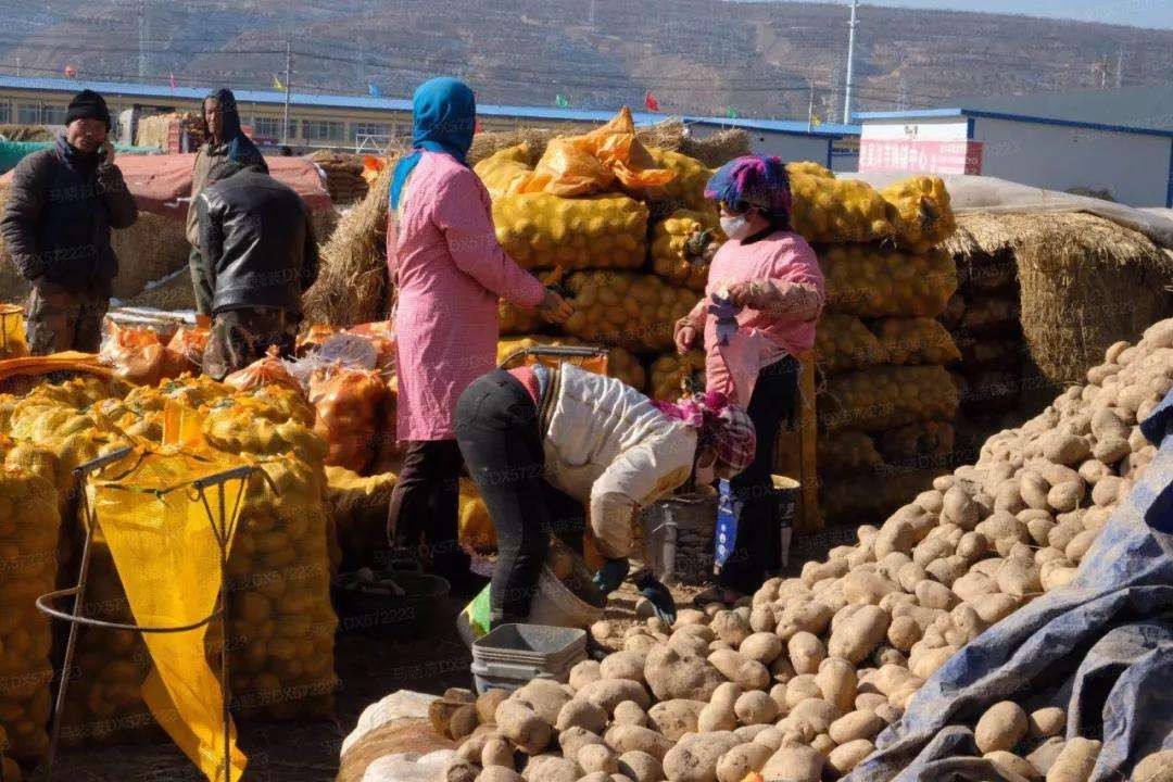 家乡的土豆真好吃,哪个地方的土豆最好吃最有营养