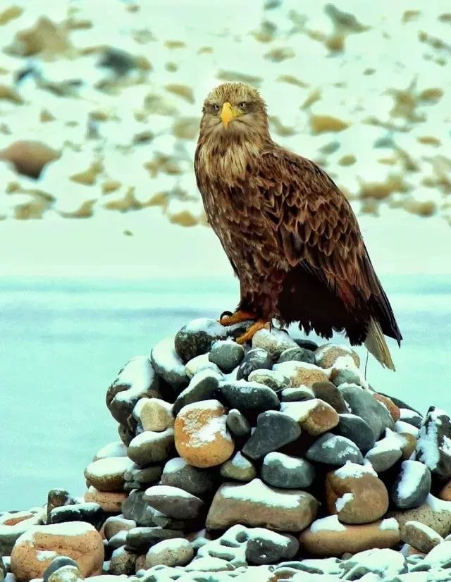 川西阿坝旅游详细攻略地图,川西阿坝旅游攻略三天