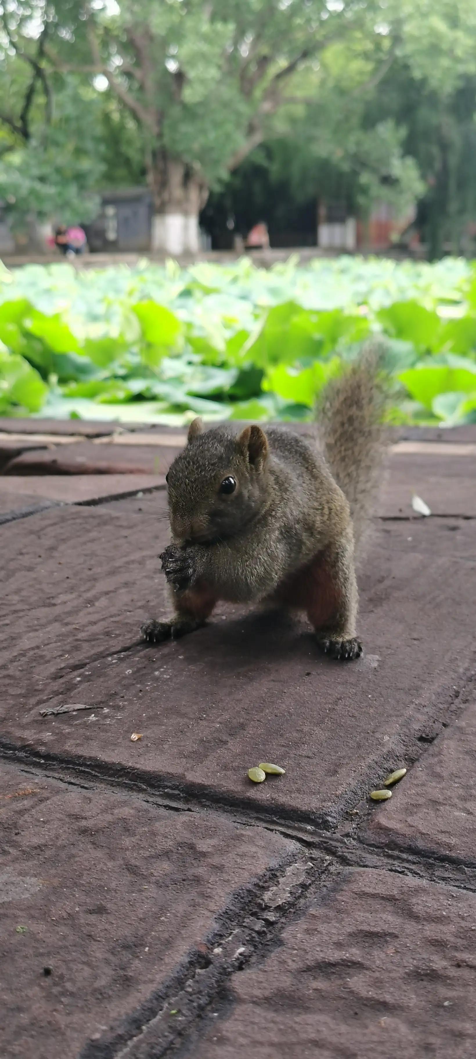 昆明翠湖，“荷”你有约
