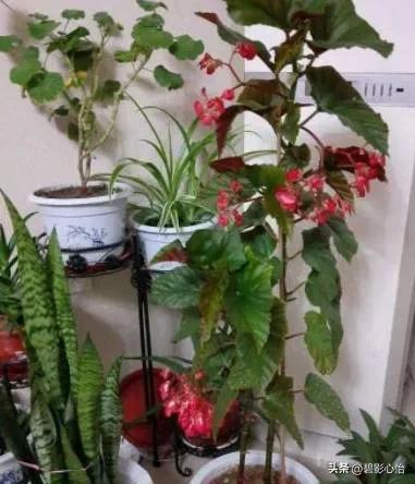 竹节海棠有根无叶能活吗,竹节海棠能否长久日照