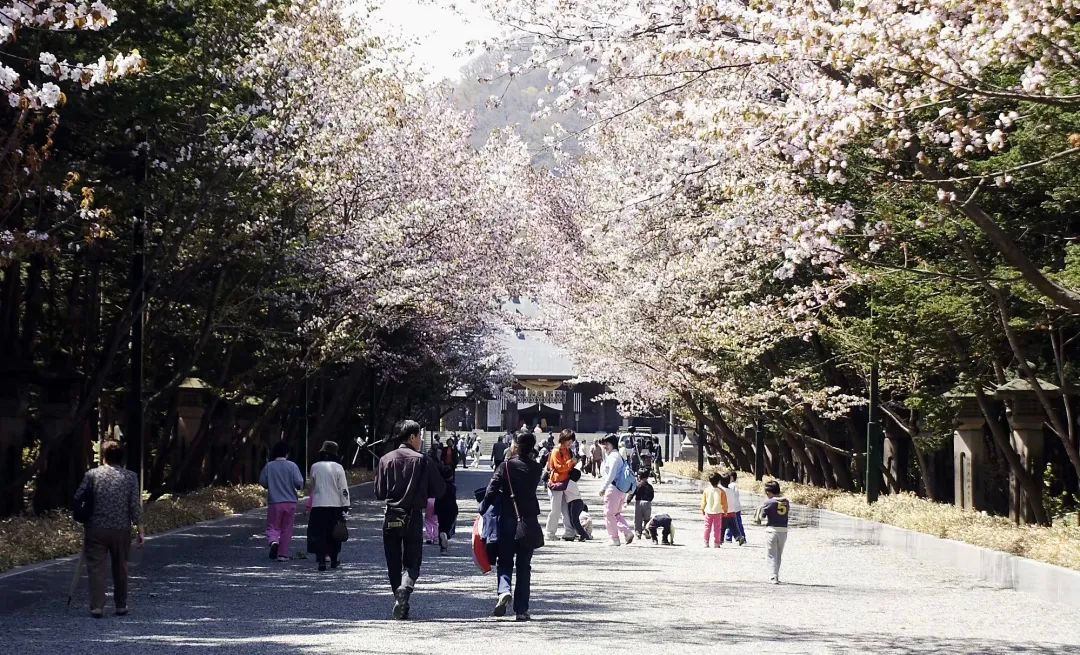 今年日本樱花还能看吗,日本4月底还有樱花看吗