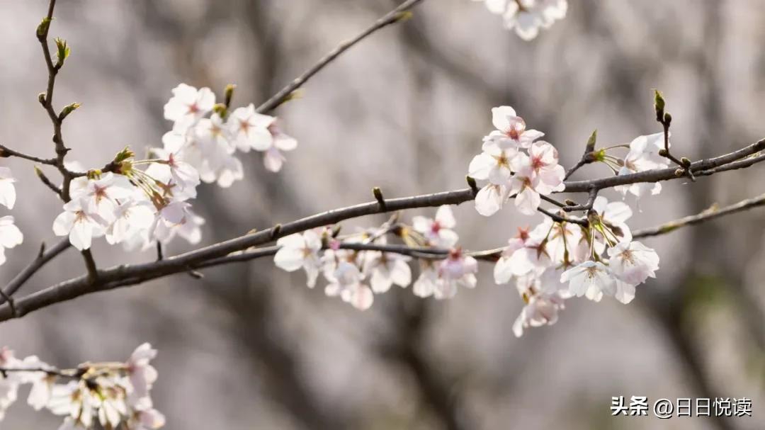 湖北荆州：石首“繁花”上大分↑即将刷爆朋友圈！