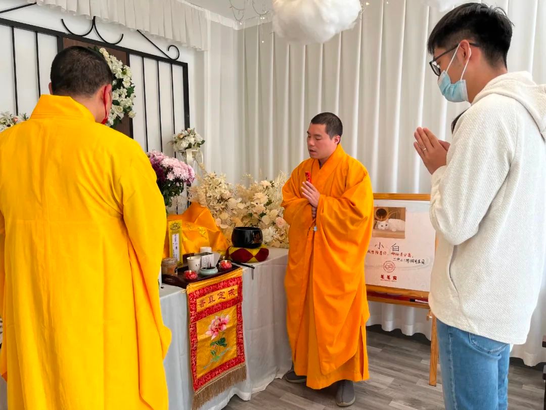 中华田园猫中的长毛猫,中华田园猫三花猫的成长