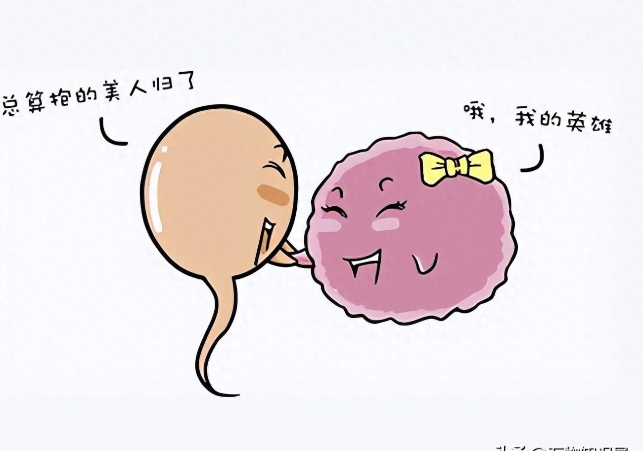 精子和卵子的神秘之旅,精子生命的历程